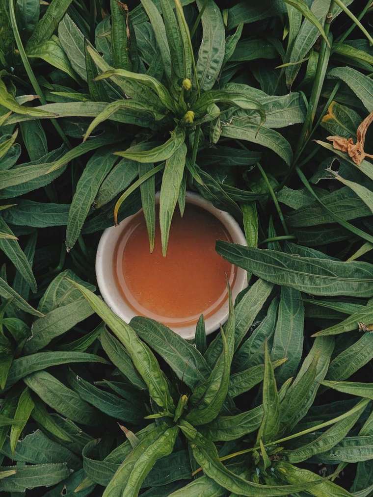 Brewed tea set among fresh leaves